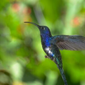 Mrs Hyoun Group Costa Rica 2026